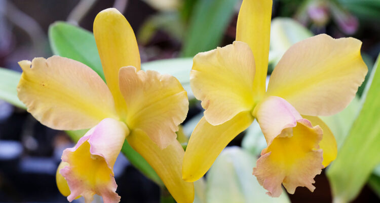 Cattleya Waikiki Gold