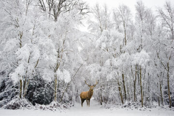cerf dans la neige