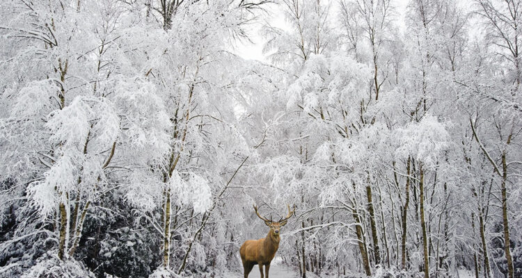 cerf dans la neige