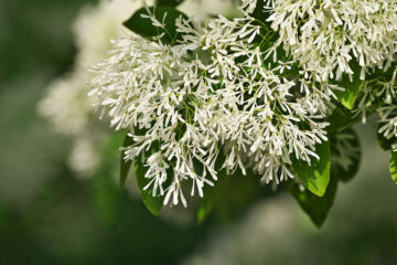 Chionanthus retusus