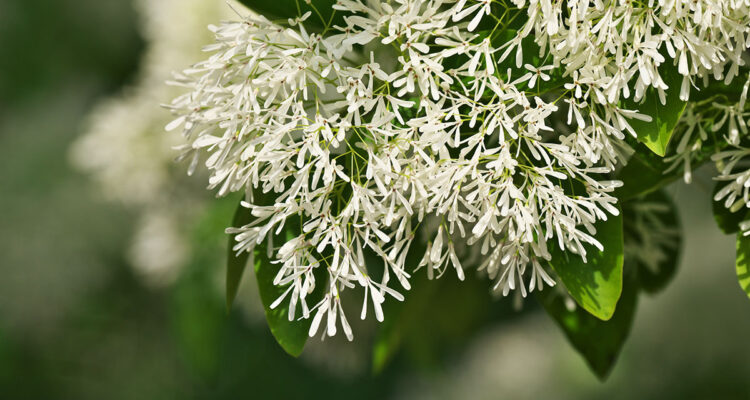 Chionanthus retusus