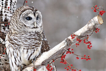 chouette en hiver