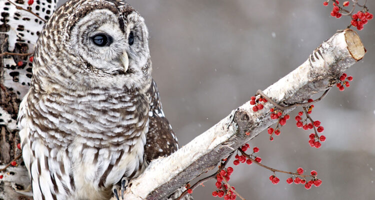 chouette en hiver