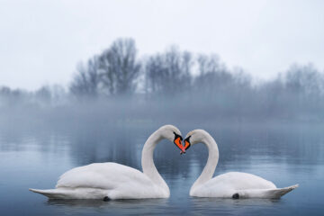 cygnes amoureux