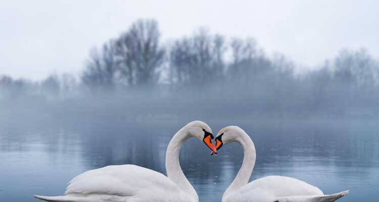 cygnes amoureux
