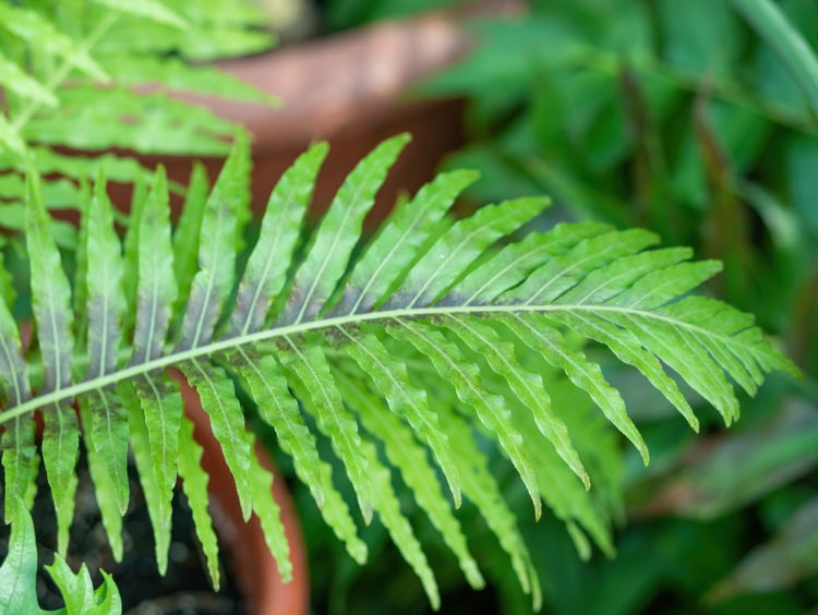 Cyrtomium falcatum - Cristi Croitoru -Edit Cyrtomium falcatum