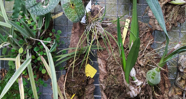 Fixer une orchidée sur une plaque de liège