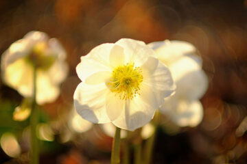 hellebore