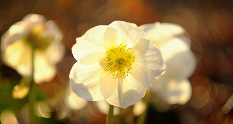 hellebore