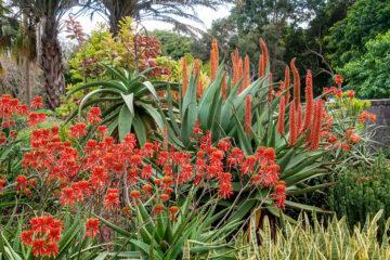 jardin d'aloès et agaves