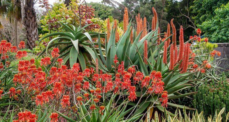 jardin d'aloès et agaves