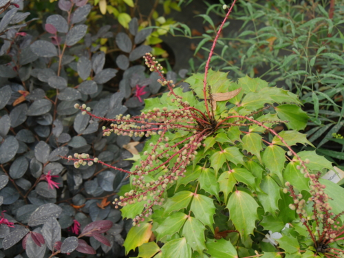 Mahonia nitens cabaret 2-Edit Mahonia 'Cabaret'