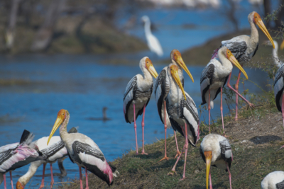 Mycteria Leucocephala - Shams-Edit Cigogne peinte indienne