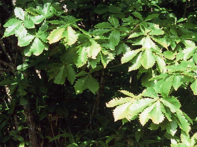 Quercus_mongolica_var_gosseserrata Quercus mongolica