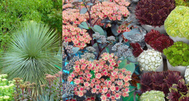 Tendances végétales