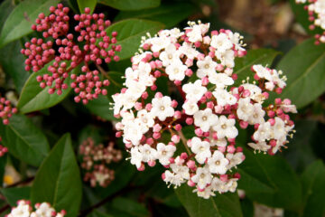 Viburnum tinus