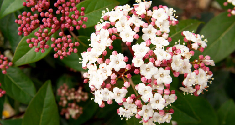 Viburnum tinus