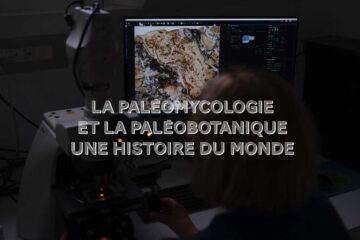 Christine Strullu-Derrien : paléobotaniste et paléomycologue
