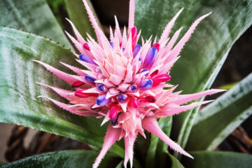 Aechmea fasciata