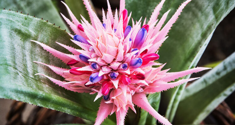 Aechmea fasciata