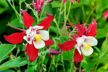 aquilegia