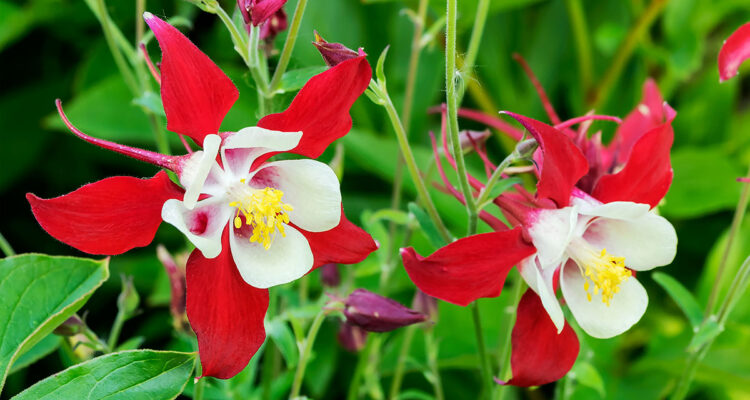 aquilegia