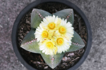 Astrophytum