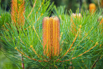 Banksia