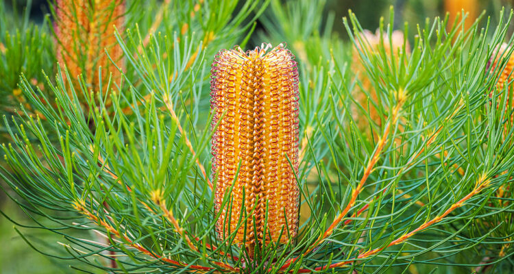 Banksia