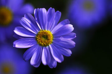 Brachycome iberidifolia