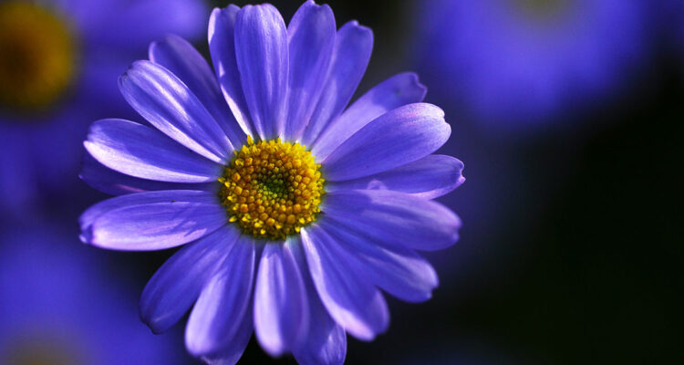 Brachycome iberidifolia