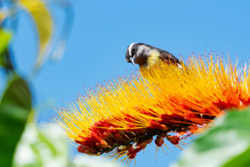 Oiseau sur plante exotique