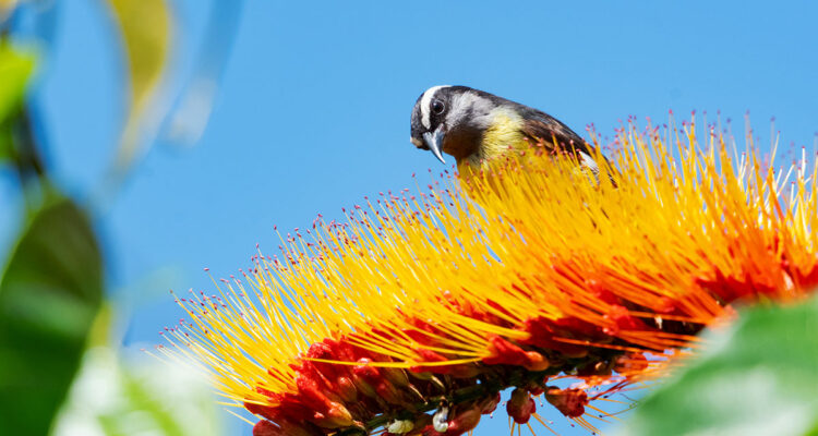 Oiseau sur plante exotique