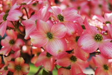Cornus florida