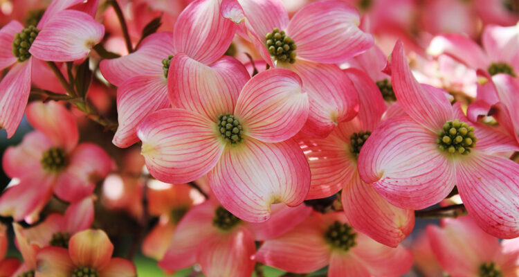 Cornus florida