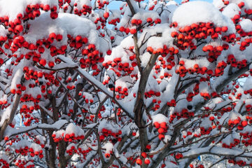 crataegus sous neige