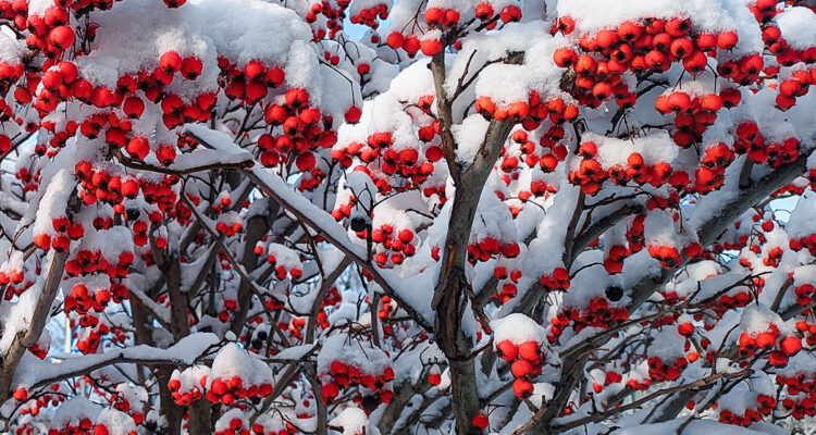 crataegus sous neige