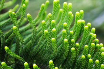 Cryptomeria japonica