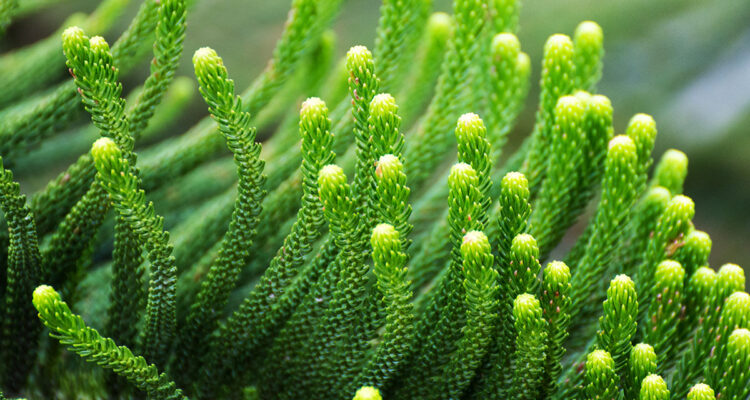 Cryptomeria japonica