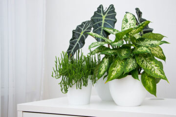 plantes d'appartement