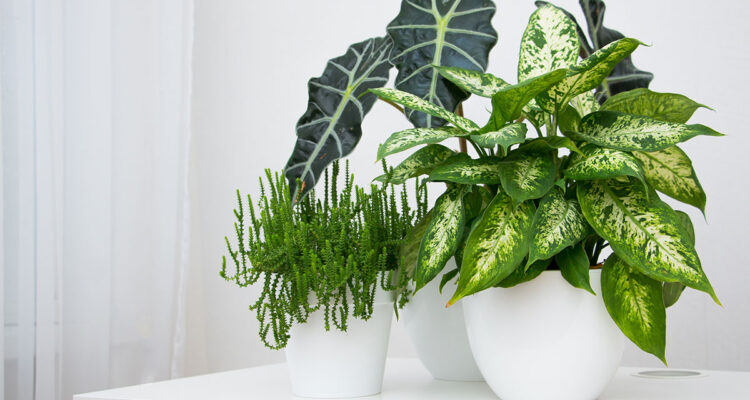 plantes d'appartement