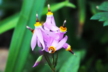 Dodecatheon