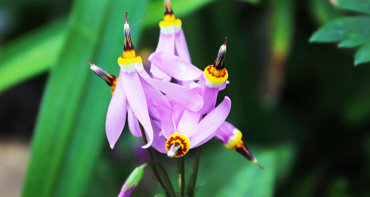 Dodecatheon