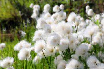 Eriophorum
