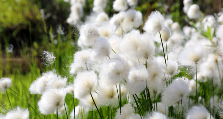 Eriophorum