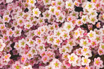 floraison printanière