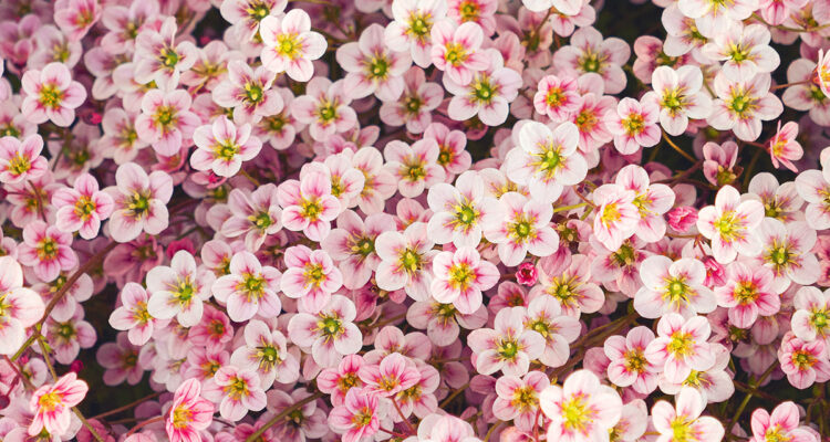 floraison printanière