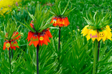 fritillaire impériale beurk