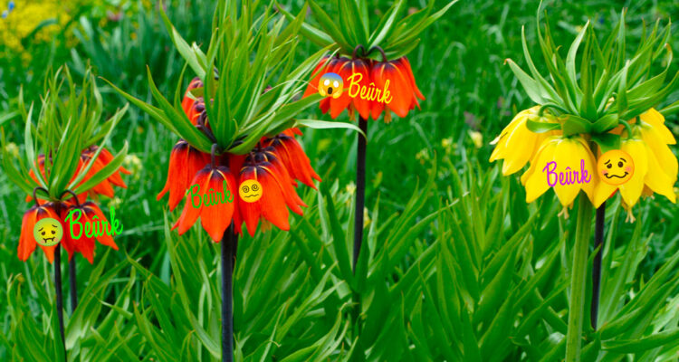 fritillaire impériale beurk