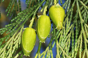 Libocedrus decurrens